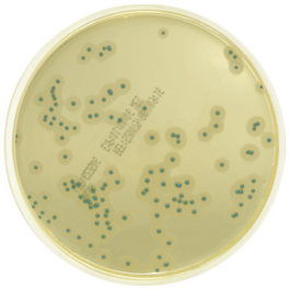 Listeria species Chromogenic Media