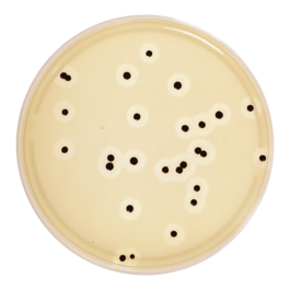 Staphylococcus conventional media