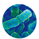 Antimicrobial Resistance Management